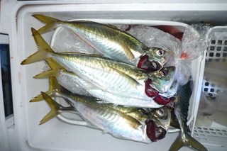 松福丸 釣果