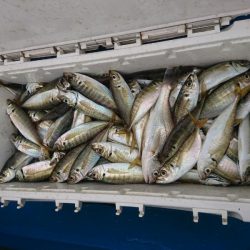 深川 吉野屋 釣果