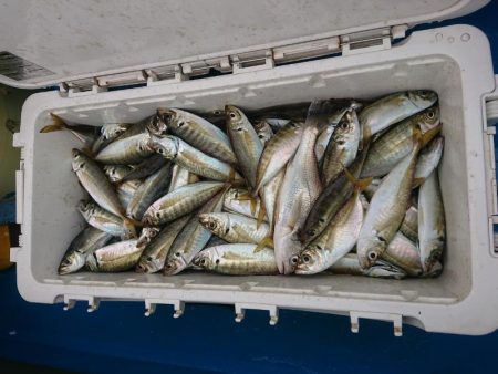 深川 吉野屋 釣果