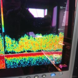 深川 吉野屋 釣果