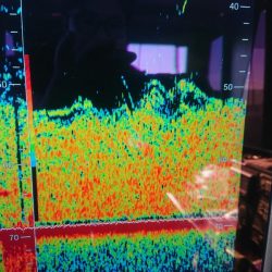 深川 吉野屋 釣果