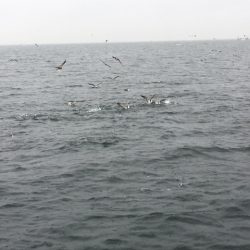 深川 吉野屋 釣果