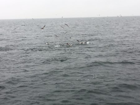 深川 吉野屋 釣果