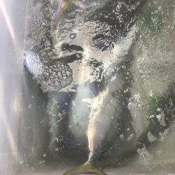 寿裕 （YOSHIHIRO） 釣果