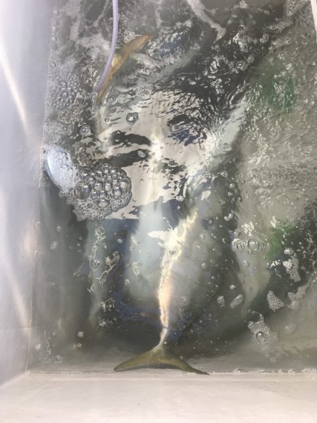 寿裕 （YOSHIHIRO） 釣果