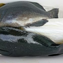 しば渡船 釣果