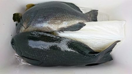 しば渡船 釣果