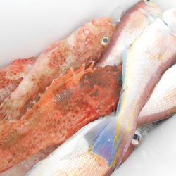 こうゆう丸 釣果