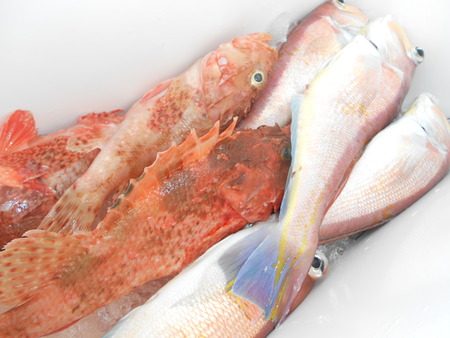 こうゆう丸 釣果