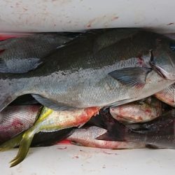 しば渡船 釣果