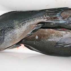 しば渡船 釣果