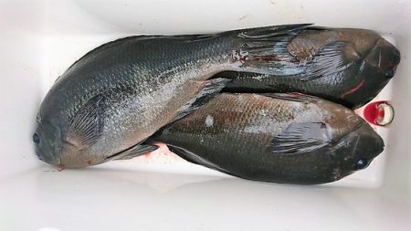 しば渡船 釣果