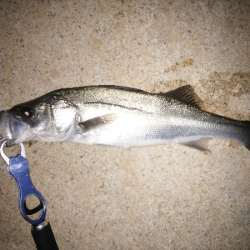 サヨリパターンのシーバス