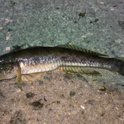 ちょい投げでハゼ釣り