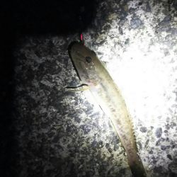 爆風の中釣り納めに