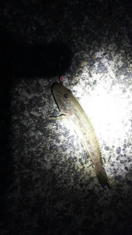 爆風の中釣り納めに