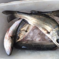 セイゴそこそこ釣れました