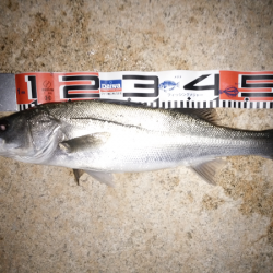 サヨリパターンのシーバス