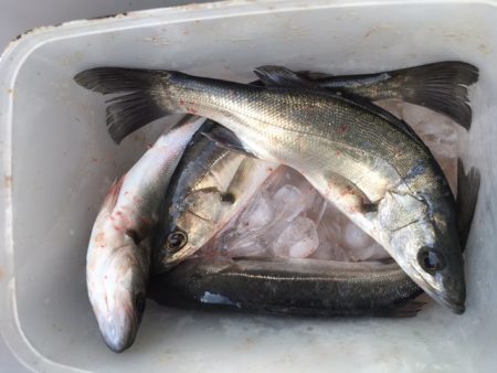 セイゴそこそこ釣れました