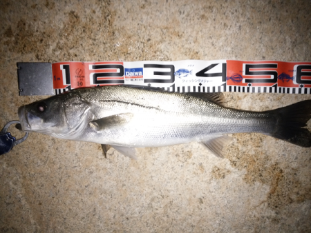 サヨリパターンのシーバス