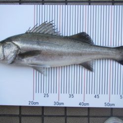 オリジナルメーカー海づり公園(市原市海づり施設) 釣果