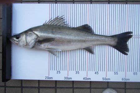 オリジナルメーカー海づり公園(市原市海づり施設) 釣果