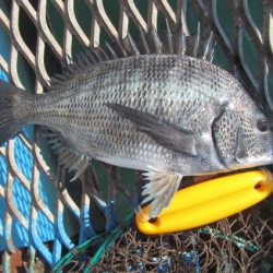 オリジナルメーカー海づり公園(市原市海づり施設) 釣果