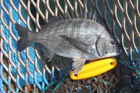 オリジナルメーカー海づり公園(市原市海づり施設) 釣果