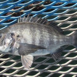 オリジナルメーカー海づり公園(市原市海づり施設) 釣果