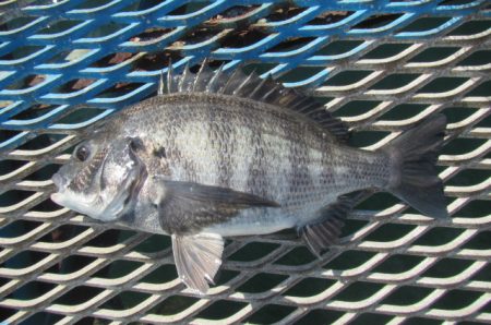 オリジナルメーカー海づり公園(市原市海づり施設) 釣果