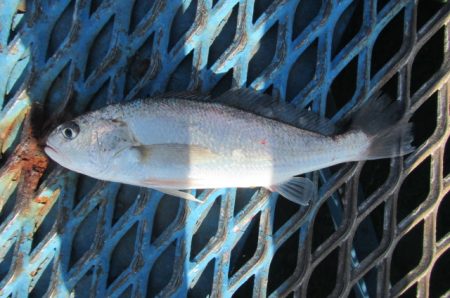 オリジナルメーカー海づり公園(市原市海づり施設) 釣果