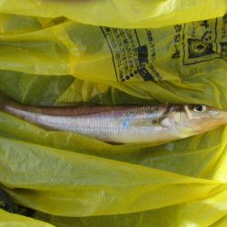 オリジナルメーカー海づり公園(市原市海づり施設) 釣果