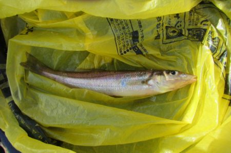 オリジナルメーカー海づり公園(市原市海づり施設) 釣果