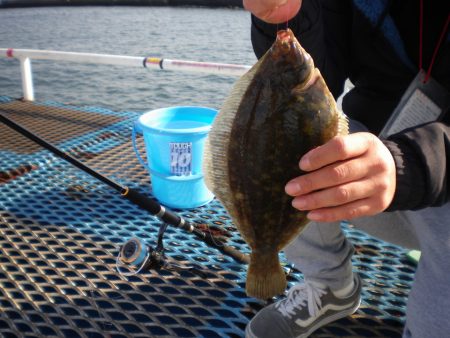 オリジナルメーカー海づり公園(市原市海づり施設) 釣果
