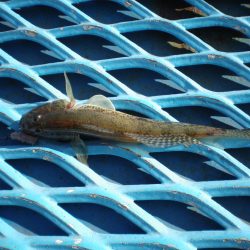 オリジナルメーカー海づり公園(市原市海づり施設) 釣果