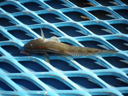 オリジナルメーカー海づり公園(市原市海づり施設) 釣果