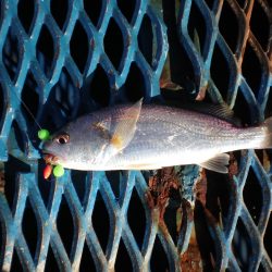 オリジナルメーカー海づり公園(市原市海づり施設) 釣果