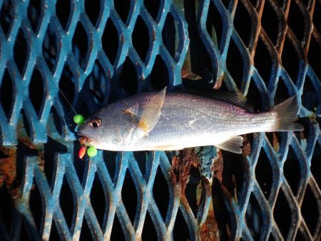オリジナルメーカー海づり公園(市原市海づり施設) 釣果