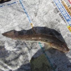 オリジナルメーカー海づり公園(市原市海づり施設) 釣果