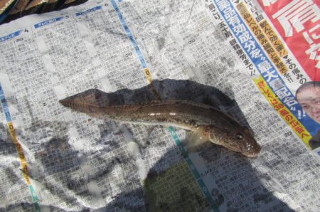 オリジナルメーカー海づり公園(市原市海づり施設) 釣果