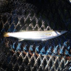 オリジナルメーカー海づり公園(市原市海づり施設) 釣果