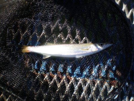 オリジナルメーカー海づり公園(市原市海づり…