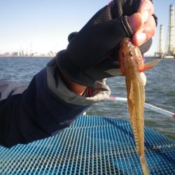 オリジナルメーカー海づり公園(市原市海づり施設) 釣果