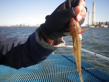 オリジナルメーカー海づり公園(市原市海づり施設) 釣果