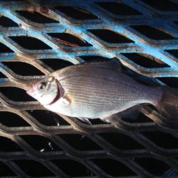 オリジナルメーカー海づり公園(市原市海づり施設) 釣果