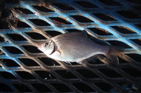 オリジナルメーカー海づり公園(市原市海づり施設) 釣果