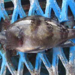 オリジナルメーカー海づり公園(市原市海づり施設) 釣果