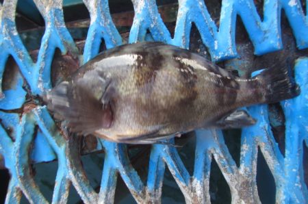オリジナルメーカー海づり公園(市原市海づり施設) 釣果