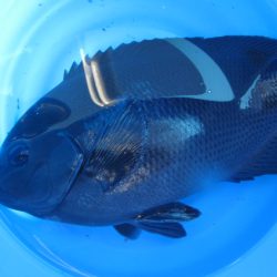 オリジナルメーカー海づり公園(市原市海づり施設) 釣果