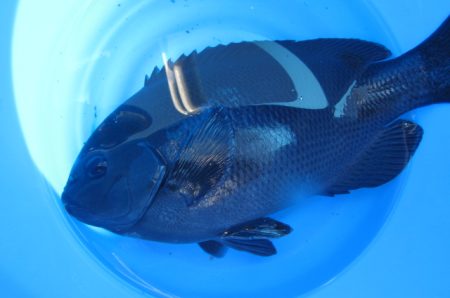 オリジナルメーカー海づり公園(市原市海づり施設) 釣果